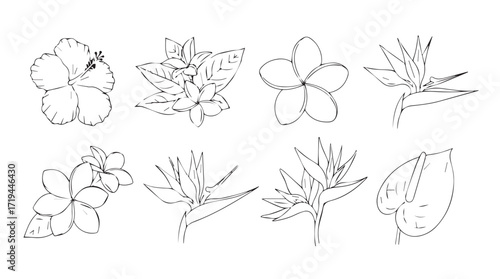 Elegant botanical sketch collection featuring diverse floral designs and delicate leaf accents silhouette