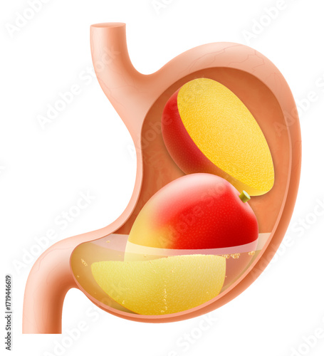 Human Stomach with mango fruit. The stomach digests mango . A stomach filled with healthy and wholesome food. Proper nutrition. Realistic 3d Vector illustration. Food digestion process illustration