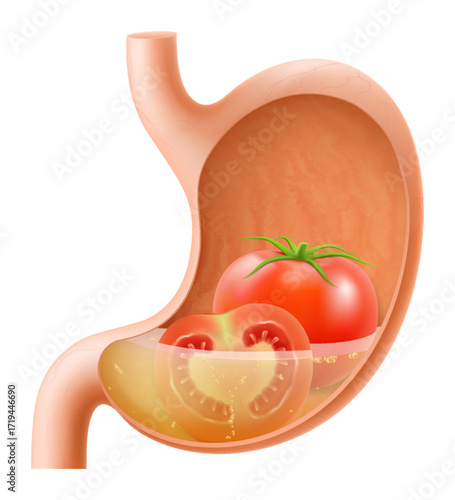 Human Stomach with tomato. The stomach digests tomatoes. A stomach filled with healthy and wholesome food. Proper nutrition. Realistic 3d Vector illustration. Food digestion process illustration