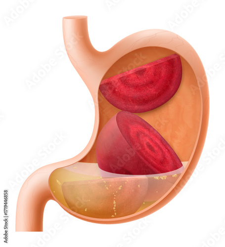 Human Stomach with beetroot. The stomach digests beets. A stomach filled with healthy and wholesome food. Proper nutrition. Realistic 3d Vector illustration. Food digestion process illustration