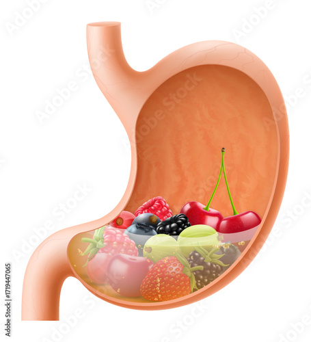 Human Stomach with berries, strawberries, cherries, raspberries, blueberries. The stomach digests berries. A stomach filled with healthy and wholesome food. Realistic 3d Vector illustration.