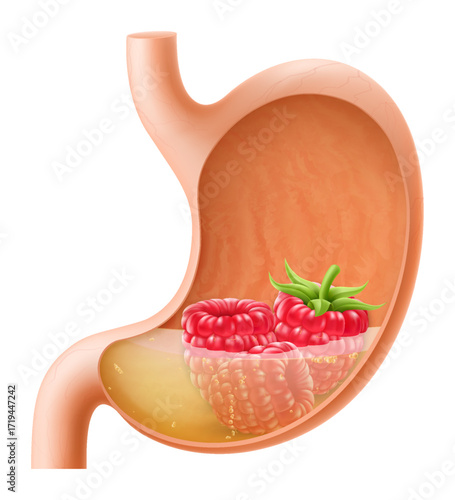 Human Stomach with raspberry. The stomach digests raspberry. A stomach filled with healthy and wholesome food. Proper nutrition. Realistic 3d Vector illustration. Food digestion process illustration