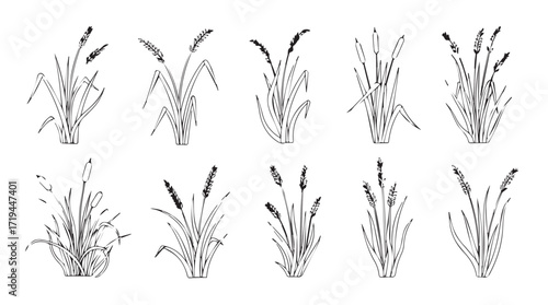 Collection of hand drawn wheat stalks artistic sketch agricultural plant elements silhouette