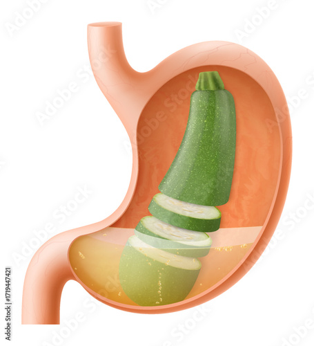 Human Stomach with zucchini, The stomach digests zucchini. A stomach filled with healthy and wholesome food. Proper nutrition. Realistic 3d Vector illustration. Food digestion process illustration