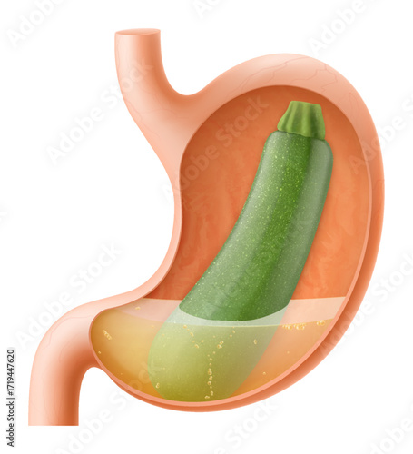 Human Stomach with zucchini, The stomach digests zucchini. A stomach filled with healthy and wholesome food. Proper nutrition. Realistic 3d Vector illustration. Food digestion process illustration