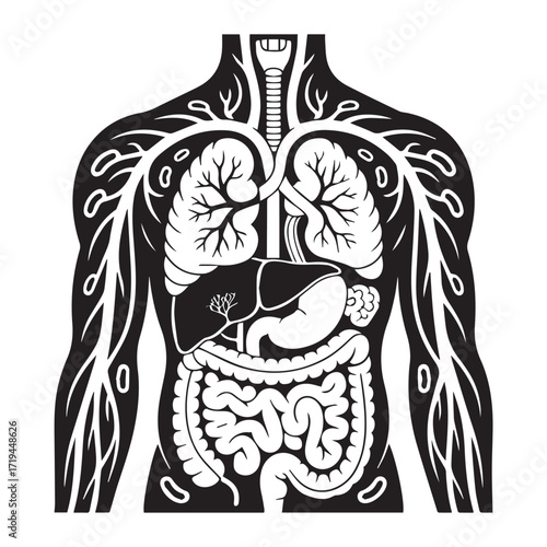 Human Internal Organs Vector Illustration