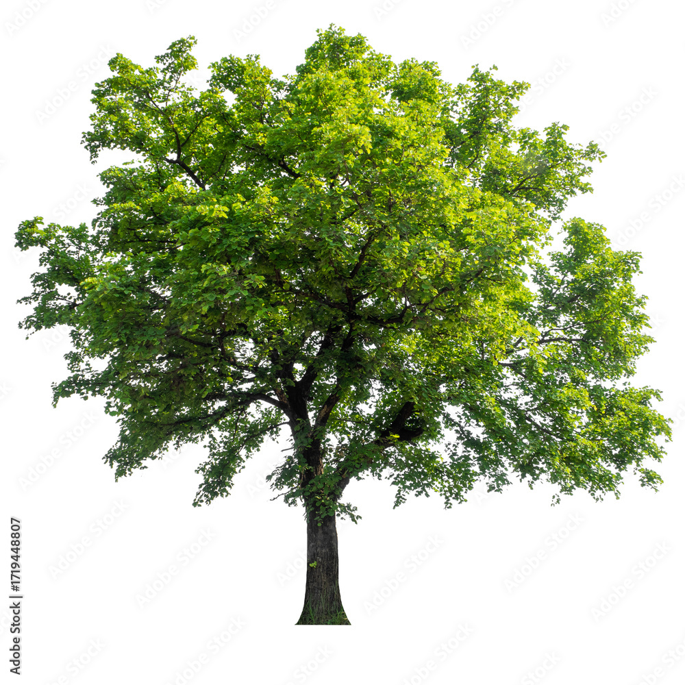 Obraz premium green tree isolated on white