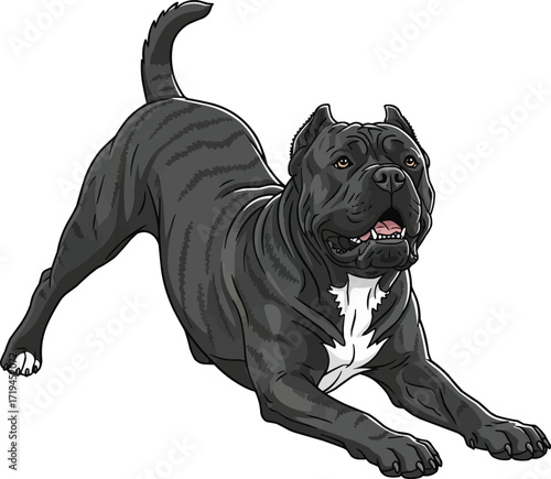 Cane Corso dog playful bow pose cute vector illustration