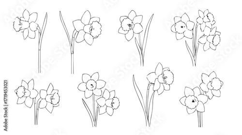 Collection of delicate outline daffodil flower bouquets in artistic hand drawn style silhouette