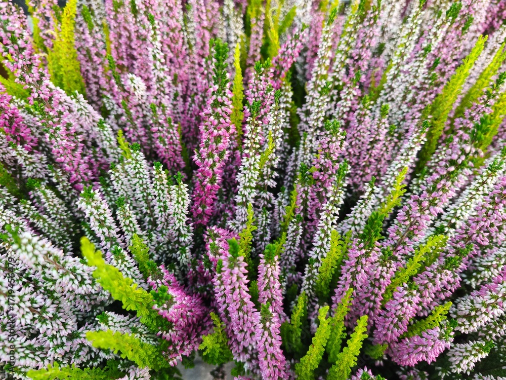 Obraz premium Colorful Heather Flowers in Full Bloom – Close-up of Erica or Calluna Vulgaris