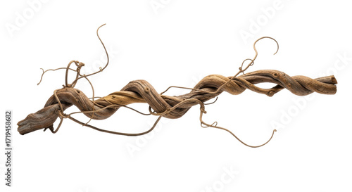Aged jungle liana, intricately twisted with tendrils, natural brown tones and rough texture, isolated against a transparent background with copy space, natural elegance concept
