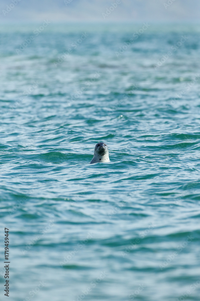 Fototapeta premium Seal unexpectedly appears in the waters of the North Sea