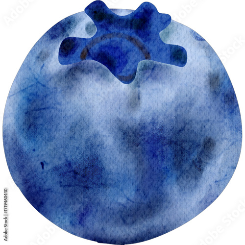 Blueberry illustration
