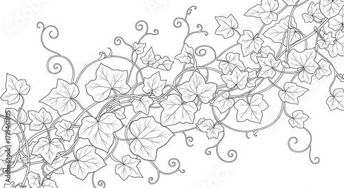Botanical Line Art Background with Ivy Vines and Climbing Plants