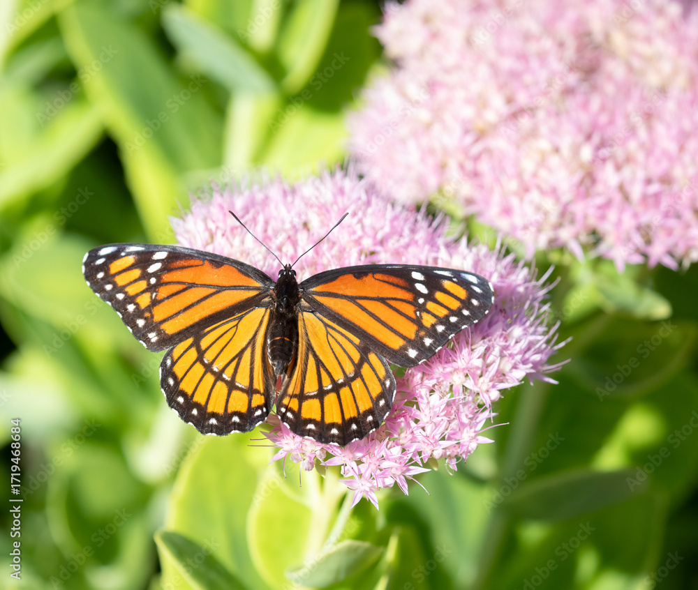 Obraz premium Viceroy Butterfly