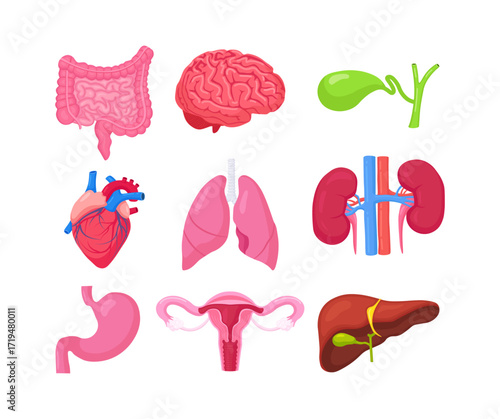 Human internal organs. Anatomy of brain, intestines, heart, lungs, kidneys, gallbladder, stomach, liver, female reproductive system, ovary, uterus, womb