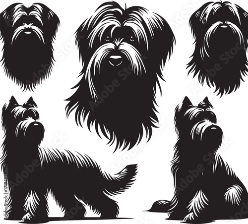 Briard Dog in Black and White – Elegant French Herding Breed Photography