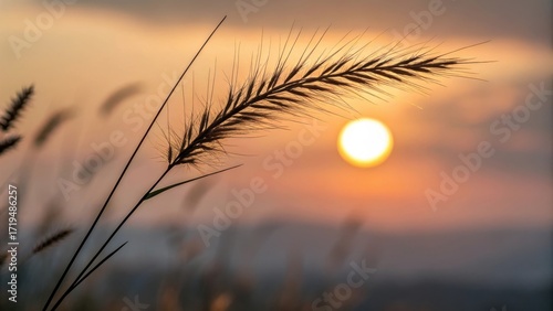 Golden hour sunset through wheat field soft focus nature photography serene landscape beauty