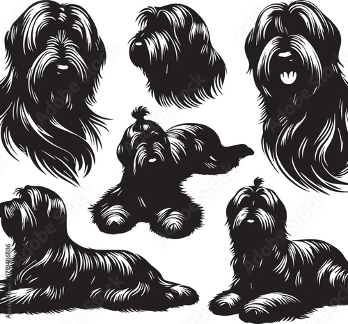 Briard Dog in Black and White – Elegant French Herding Breed Photography