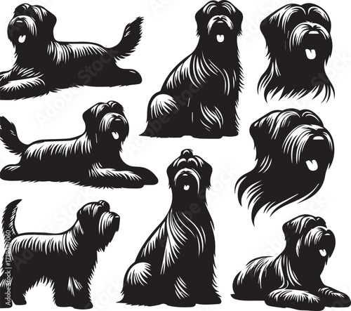 Briard Dog in Black and White – Elegant French Herding Breed Photography