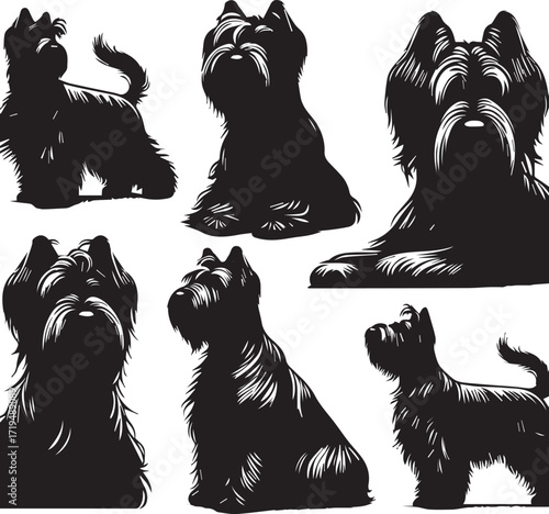 Briard Dog in Black and White – Elegant French Herding Breed Photography