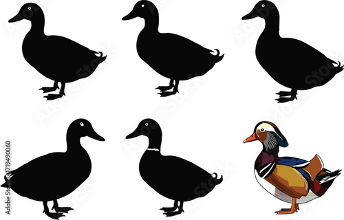 Collection of duck bird silhouettes with one colorful detailed mandarin duck, wildlife vector illustration set for nature design isolated on white