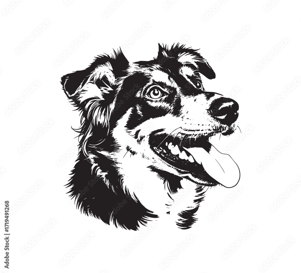 Naklejka premium Border Collie Portrait in Black and White