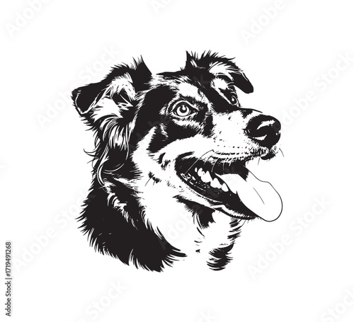 Border Collie Portrait in Black and White