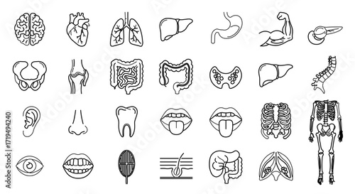 Organs and Systems, Educational Resource, Medical Science, Healthcare Environment, Detailed View