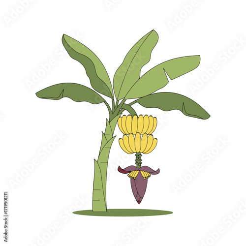 A cute and simple cartoon of a banana tree with a bunch of ripe bananas and a flower, perfect for children's illustrations. vector illustration
