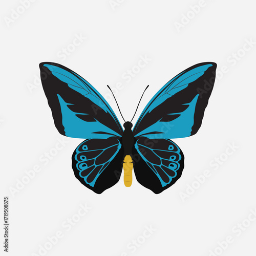 Illustration of Papuan Butterfly from Indonesia Vector