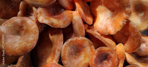 A group of forest mushrooms, Ryzhikov, on a table – a dense arrangement of caps, natural background