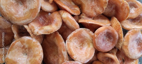 Fresh Edible Mushrooms Gathered From the Forest Showcasing Their Vibrant Colors and Unique Textures