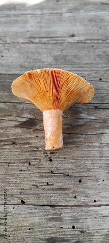 A single forest mushroom, Ryzhik, seen from below with distinct gills and a stem.