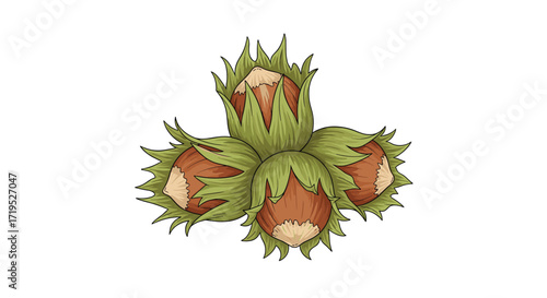 A cluster of four ripe hazelnuts in their green husks on a white background.