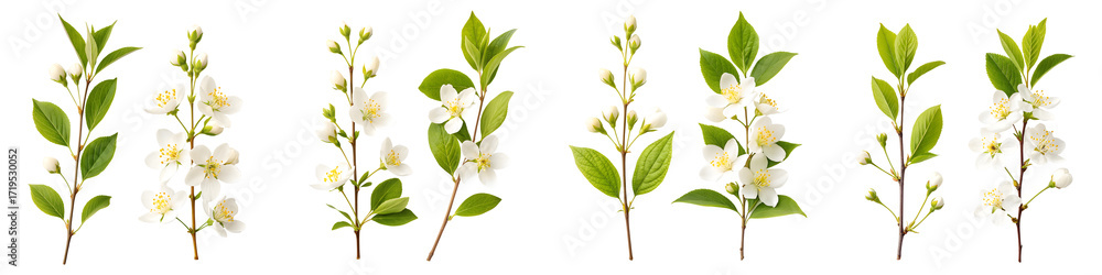 Obraz premium Several sprigs of jasmine are isolated on transparent background