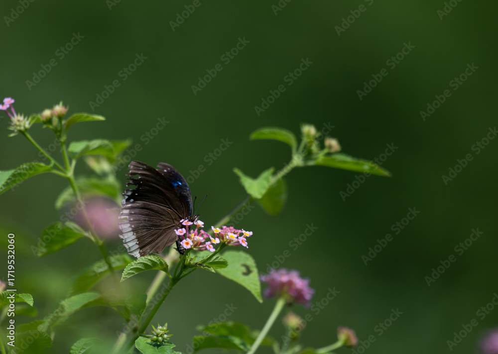 Fototapeta premium Vibrant Blue spotted crow butterfly perched delicately on a cluster of small pink and white flowers. The background is soft, blurred field of green and highlighting the subject.