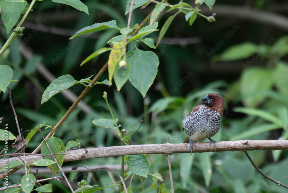 Fototapeta premium A vibrant, small Scaly breasted Munia perched on a thin branch with a blurred green natural background.