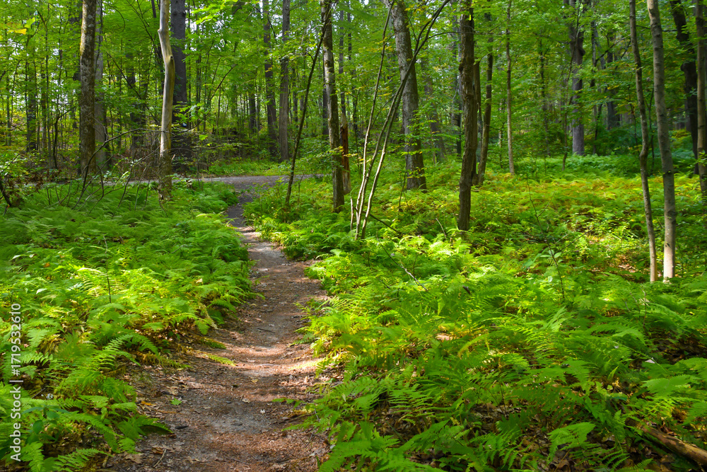Fototapeta premium Dirt walking path leading in the forest with a ground cover of green ferns in the forest. Trail in the woods. Nature landscape