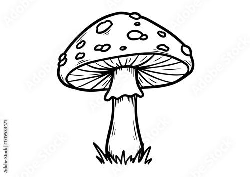 Black and white illustration of Amanita mushroom with spots  