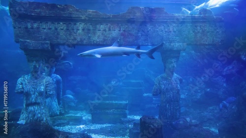 The sharks in the aquarium tank