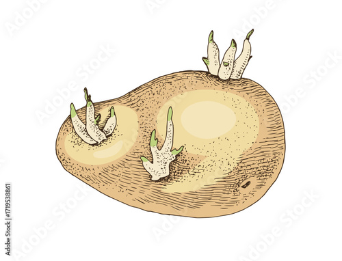 Old sprouted potato hand drawn vector