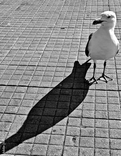 seagul