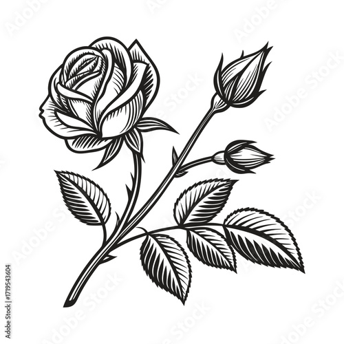 Detailed hand drawn illustration of a rose with buds and leaves isolated on white background