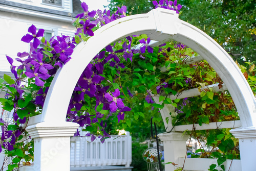 Purple morning glory flowers climbing on a white wooden arch over the garden