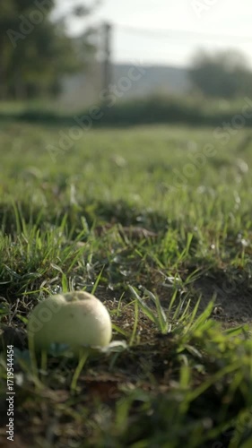 One apple covered in dew lie in the freshly wet grass against the light with reflections. Bokeh background vertical video