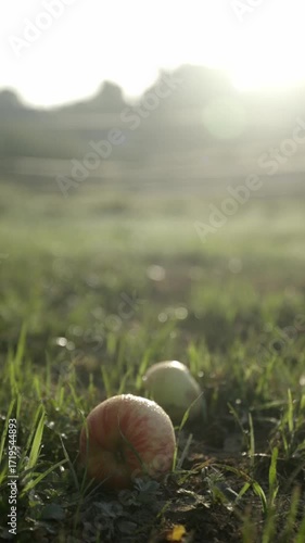 Apples covered in dew lie in the freshly wet grass against the light with reflections. Bokeh background vertical video