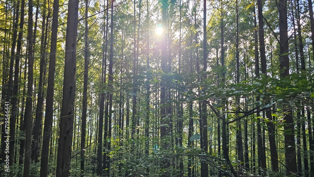 Obraz premium Sunlight through forest trees 숲 속 나무 사이로 비치는 햇살