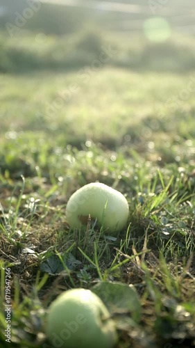 Two apples covered in dew lie in the fresh grass against the light in a rural setting. Vertical video with bokeh background