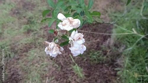 The image shows a white rose, likely a variety such as 'Great Maiden's Blush' or a form of Rosa alba. 